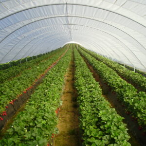 Green house cover